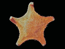 Image of Hippasteria falklandica 