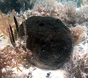 Image of Hippospongia lachne (Sheepswool sponge)