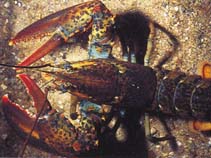 Image of Homarus americanus (American lobster)