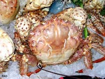 Image of Hypothalassia armata (Champagne crab)