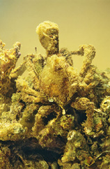 Image of Hyastenus diacanthus (Horn decorator crab)