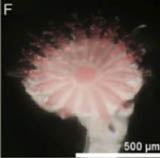 Image of Hydroides elegans (Calcareous tube worm)