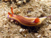 Image of Hypselodoris emma (Emma\