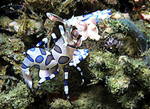 Image of Hymenocera picta (Harlequin shrimp)