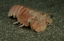 Image of Ibacus alticrenatus (Velvet fan lobster)