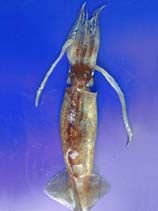 Image of Illex coindetii (Shortfin squid)