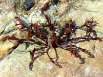 Image of Inachus dorsettensis (Scorpion spider crab)