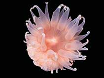 Image of Isotealia antarctica (Salmon anemone)