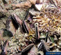 Image of Isognomon isognomum (Wader tree oyster)