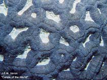 Image of Isophyllia rigida (Rough star coral)
