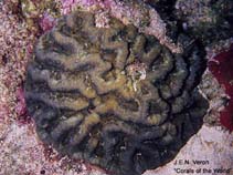 Image of Isophyllia sinuosa (Sinuous cactus coral)