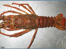 Image of Jasus frontalis (Juan fernandez rock lobster)