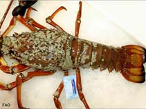 Image of Sagmariasus verreauxi (Green rock lobster)