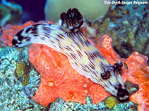 Image of Jorunna rubescens (Red-lined kentrodoris)