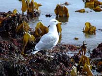 Image of Larus argentatus (Herring gull)