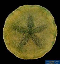 Image of Jacksonaster depressum 