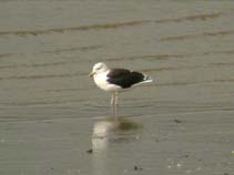 Image of Larus marinus (Great black-backed gull)