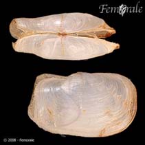 Image of Laternula truncata (Truncate lantern clam)