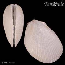 Image of Limaria basilanica (File clam)
