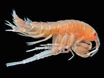 Image of Liljeborgia georgiana 