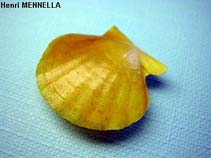 Image of Flexopecten hyalinus (Hyaline scallop)