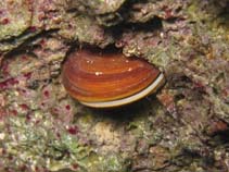 Image of Lithophaga lithophaga (European date mussel)