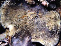 Image of Lithophyllon undulatum (Stone leaf coral)