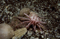 Image of Lithodes murrayi (Subantarctic stone crab)