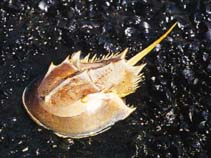 Image of Limulus polyphemus (Horseshoe crab)