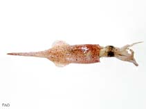 Image of Alloteuthis subulata (European common squid)
