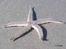 Image of Luidia clathrata (Lined sea star)
