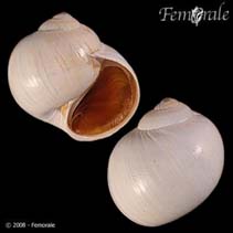 Image of Polinices heros (Northern moon snail)