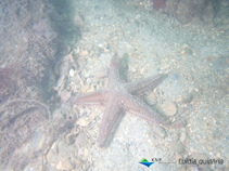 Image of Luidia quinaria (Spiny sand seastar)