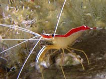 Image of Lysmata amboinensis (Scarlet cleaner shrimp)