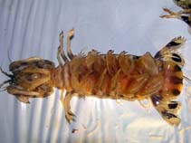 Image of Lysiosquillina maculata (Common banded mantis shrimp)