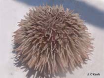Image of Lytechinus variegatus (Green sea urchin)