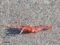 Image of Lysmata wurdemanni (Peppermint shrimp)