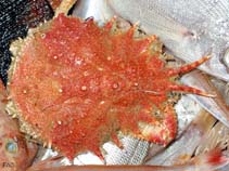 Image of Neomaja goltziana (Spiny spider crab)