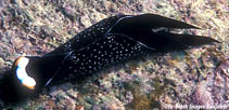 Image of Mariaglaja inornata (White capped swallowtail)