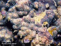 Image of Madracis kirbyi (Ten coral)