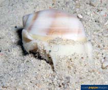 Image of Mammilla melanostoma (Blackmouth moon snail)
