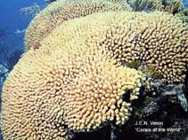 Image of Madracis mirabilis (Yellow pencil coral)