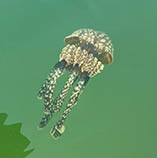 Image of Mastigias papua (Papuan jellyfish)