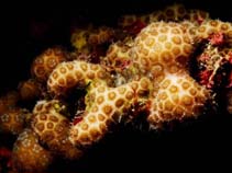 Image of Madracis pharensis (Star coral)