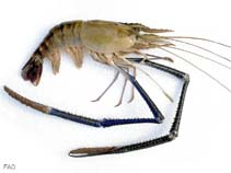 Image of Macrobrachium rosenbergii (Giant river prawn)