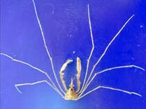 Image of Macropodia rostrata (Long legged spider crab)