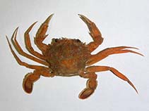 Image of Macropipus tuberculatus (Knobby swimcrab)