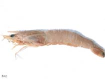 Image of Metapenaeus elegans (Fine shrimp)