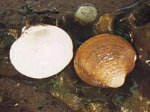 Image of Mercenaria mercenaria (Northern quahog)