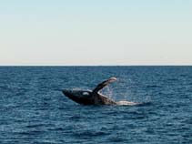 Image of Megaptera novaeangliae (Humpback whale)